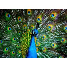 Neva Home 41113 Kur Zamanı 1000 Parça Puzzle