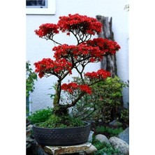 Mythriva Kırmızı Yapraklı Bonsai Ağacı Tohumu - 10 Adet ile Bitki Yetiştir