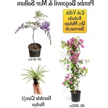 Mythriva Pembe Begonvil ve Mor Salkım Fidanı ile Kurdele Çiçeği Bahçe Seti