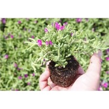 Mythriva Videolu Acem Halısı Mezarlık Kabir Çiçeği 10-15 cm Tüplü 25 Adet Dış Mekan Ağaçları Persian Shield