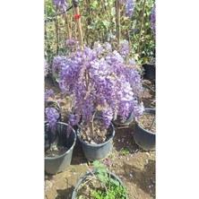 Mythriva Mor Lavanta ve Salkım Ağacı Fidanı ile Buz Çiçeği Hediye Bahçe Seti