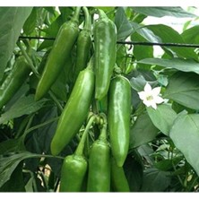 Mythriva Jalapeno Biber Tohumu - 3 Gram