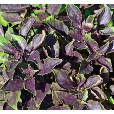 Mythriva Reyhan Mor Tohumu - 5 Gram