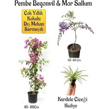 Mythriva Pembe Begonvil Çiçeği, Mor Salkım Ağacı Fidanı, Kurdele Çiçeği Hediyeli Bahçe Peyzaj Seti