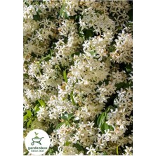 Mythriva Sarılıcı Arap Yasemin Çiçeği, 30-60 Cm, Saksılı, Bahçe Çiçeği