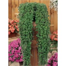 Mythriva Dichondra Repens Soğuğa Dayanıklı Fare Kulağı Bitkisi Saksılı 10-15CM