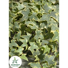 Mythriva Alacalı Hedera Helix Duvar Sarmaşığı 1 Adet Saksılı 30-60CM Iç Dış Mekan Bitkisi