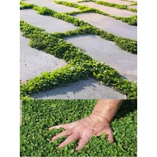 Mythriva Dona Dayanıklı Dichondra Repens Fare Kulağı Saksılı 10-15CM