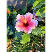 Mythriva Videolu Pembe Japon Gülü Çiçeği Fidanı 40-45 cm Saksılı Dış Mekan Bitkileri "camellia Japonica