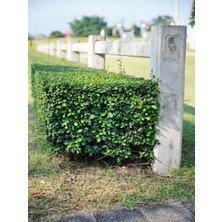 Mythriva Videolu Şimşir Çalısı Fidanı 30-45 cm Saksılı Dış Mekan Bitkileri (Buxus Microphylla 'faulkner')