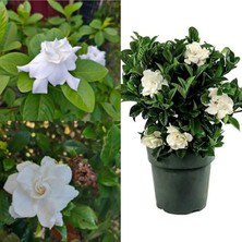 Mythriva Serada Decor & Plant Gardenya Çiçeği, 20-40 Cm, Saksılı, Beyaz