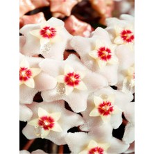 Mythriva Gardenbox Beyaz Hoya-Mum Çiçeği, 1 Adet Saksılı, 10-20 Cm, Iç Mekan Ofis Bitkisi