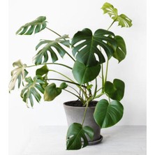 Mythriva Videolu Deve Tabanı Bitkisi 1 Adet Saksılı 70-100CM Iç Mekan Ofis Salon Bitkisi(Monstera Deliciosa)