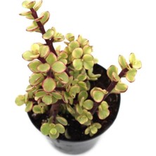 Mythriva Portulacarıa Fil Hortumu Sukulent