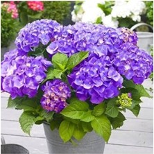 Mythriva Gardenbox Mor Ortanca Saksılı, 30 cm Boy