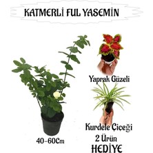 Mythriva Bitkim Sende Mis Kokulu Katmerli Ful Yasemin 40-60CM + Yaprak Güzeli Kurdele Çiçeği Hediyeli