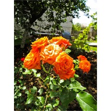 Mythriva Serada Decor & Plant Ponpon Yediveren Kokulu Turuncu Saksılı Aşılı Gül, 40-65 cm
