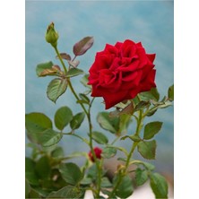 Mythriva Nura Botanik Yediveren Fuji Kokulu Gül Fidanı, 30-65 Cm, Saksılı Aşılı Rose Bush, Kırmızı