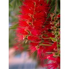 Mythriva Serada Decor & Plant Fırça Çalısı Çiçeği Fidanı, 40-60 Cm, Saksılı, Callistemon Laevis, Kırmızı