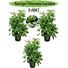 Mythriva Gardenbox Kartopu Viburnum Lucidum, 3 Adet, 80-100 Cm, Saksılı, Dış Mekan Bahçe Peyzaj Çit Bitkisi