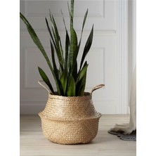 Mythriva Gardenbox Yeşil Kılıç (Paşa Kılıcı) Iç Mekan Bitkisi, 20-40 Cm, Dolgun ve Estetik Görünüm