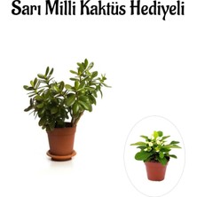 Mythriva Nura Botanik Hediyelik Parlak Yapraklı Şans Para Ağacı Bitkisi, Sarı Milli Kaktüs Hediyeli
