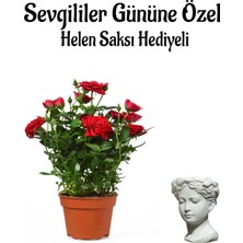 Mythriva Nura Botanik Kadınlar Gününe Özel Kırmızı Bodur Gül Fidanı, Helen Saksı Hediyeli