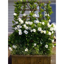 Mythriva Nura Botanik Beyaz Mandevilla Sarmaşık Sandavilla Bitkisi, 30-60 Cm, Zarif Çiçekli Saksı Bitkisi