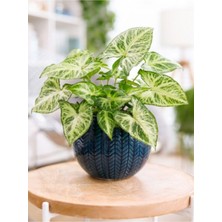 Mythriva Serada Decor & Plant Dekoratif Melek Kanadı Sarmaşığı Syngonium, Saksılı, 20-35CM