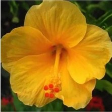 Mythriva Nura Botanik Sarı Japon Gülü Çiçeği Fidanı, 25-40 Cm, Saksılı, Hibiscus Rose