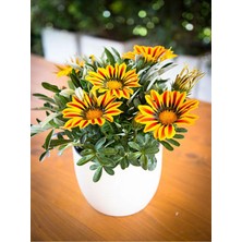 Mythriva Bitkim Sende Sarı Gazanya Çiçeği, 1 Adet, Saksılı, 15-25CM