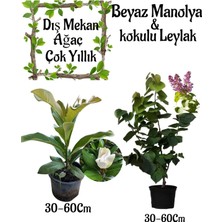 Mythriva Nura Botanik Kokulu Manolya Ağacı ve Leylak Ağacı Bahçe Seti, 2 Adet Saksılı, 30-60 cm