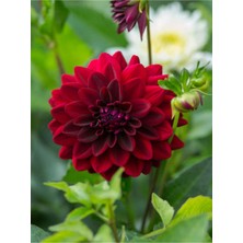 Mythriva Nura Botanik Kırmızı Yıldız Çiçeği Dahlia, 1 Adet Saksılı, 20-60 Cm, Dış Mekan Bitkisi