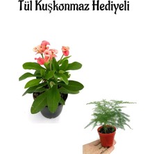 Mythriva Sevgililer Gününe Özel Pembe Renk Milli Dikenler Tacı Çiçeği Tül Kuşkonmaz Hediyeli