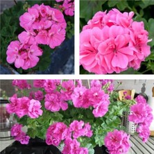 Mythriva Nura Botanik Pembe Renk Sakız Çiçeği, 12-25 cm Saksılı, Pink Pelargonium