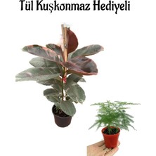 Mythriva Nura Botanik Pembe Alacalı Kauçuk Bitkisi, Tül Kuşkonmaz Hediyeli, Hediyelik