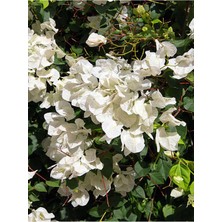 Mythriva Serada Decor & Plant Beyaz Begonvil Çiçeği Fidanı, 35-50 Cm, Saksılı, Dış Mekan Sarmaşık Bitki