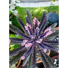 Mythriva Gardenbox Formlu Pembe Renk Aşkın Gözyaşı Çiçeği, Saksılı, 10-15 cm
