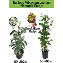 Mythriva Nura Botanik Kartopu Viburnum, Hanımeli, Yaprak Güzeli Bahçe Bitkisi Seti, 3 Adet
