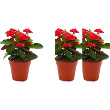Mythriva Nura Botanik 3'lü Kırmızı Dikenler Tacı Çiçeği Seti, 10-15 cm Tüplü, Euphorbia Milli