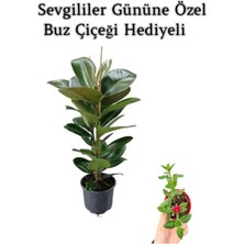 Mythriva Parlak Canlı Yapraklı Kauçuk Bitkisi Sevgililer Gününe Özel Buz Çiçeği Hediyeli, BTS001NU080218