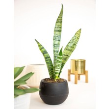Mythriva Nura Botanik Yeşil Kılıç Bitkisi, Paşa Kılıcı, 20-40 Cm, Iç Mekan Çiçeği
