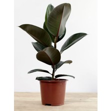 Mythriva Serada Decor & Plant Kauçuk Bitkisi, Ficus Elastica, Yeni Açmış Yapraklı, 20-45CM