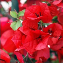 Mythriva Gardenbox Begonvil Sarmaşığı, Kırmızı, Bodur Çiçekli Bitki
