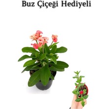 Mythriva Nura Botanik Pembe Çiçekli Milli Dikenler Tacı Kaktüs, Buz Çiçeği Hediyeli
