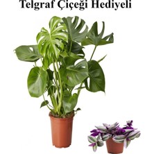 Mythriva Nura Botanik Telgraf Çiçeği Hediyeli, Parlak Geniş Yapraklı Deve Tabanı Bitkisi, Yeşil