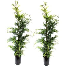 Mythriva Nura Botanik Leylandi Çam Fidanı, 2 Adet Saksılı, 30-60 Cm, Dış Mekan Bitkisi