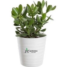 Mythriva Gardenbox Crassula Ovata Yeşim Para Bitkisi, 15-25 Cm, Saksılı, Yeşil