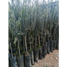 Mythriva Gardenbox Gemlik Zeytin Fidanı, 1 Adet, 80-150 Cm, Saksılı Tüplü