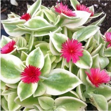 Mythriva Nura Botanik Buz Çiçeği Fidesi, 10 Adet, 5CM-15CM